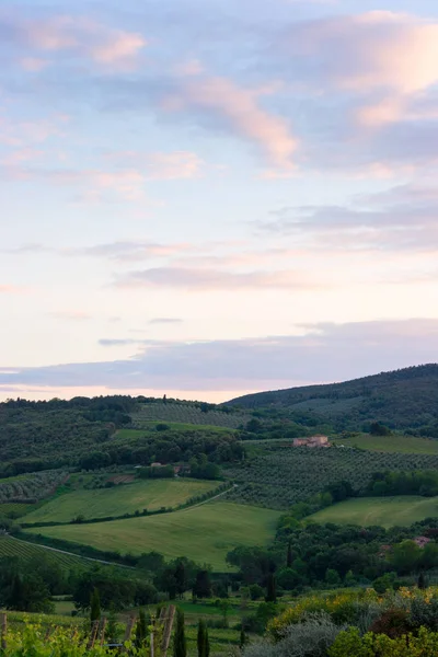 Paysage viticole en Toscane — Photo