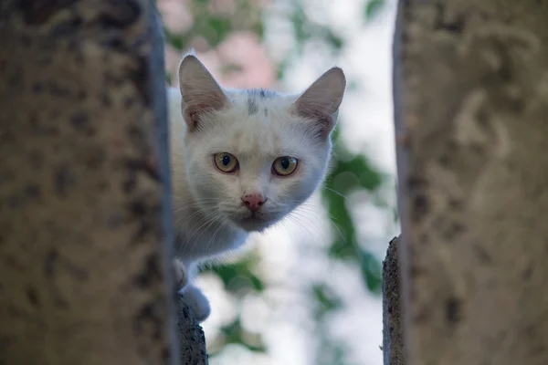 Bezdomovci bílá kočka prohlížení z úkrytu. Domácí zvířata — Stock fotografie