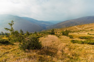 Eğilerek çam ve dağlar içinde belgili tanımlık geçmiş. Karpatlar