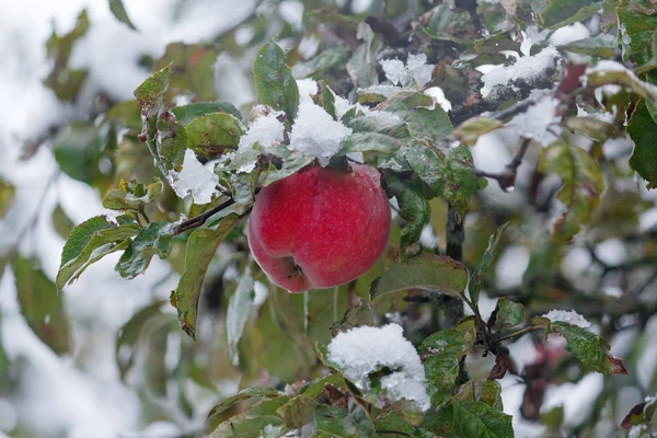 Red apple snow nestled in the garden. Nature — Stock Photo, Image