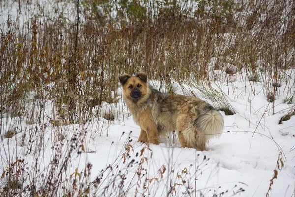 Zatoulaný pes toulá vesnice v okolí — Stock fotografie