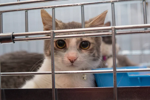 Gato joven sentado en una jaula. Mascotas — Foto de Stock