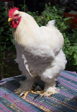 Büyük güzel beyaz horoz kapatın. Hayvanlar