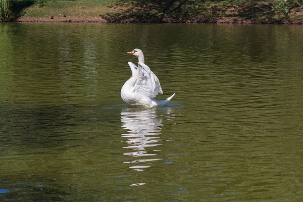 Cisne blanco en un estanque agitando alas. Animales. — Foto de Stock