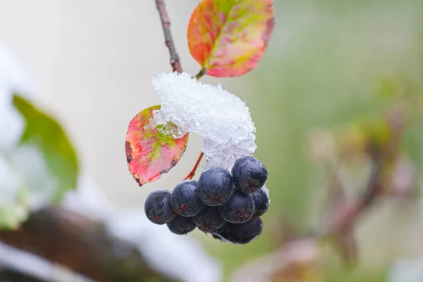 ブルー ・ ベリー、カバーの枝に雪のクローズ アップで。ア ナツ — ストック写真