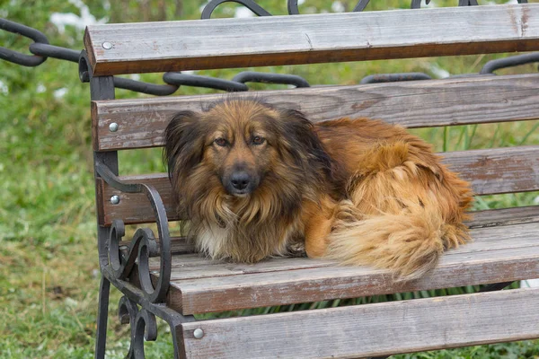 Homeless dog lying on red bench. Animals — Stock Photo, Image