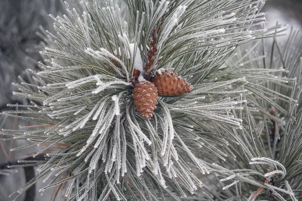 Pine branches with cones covered with hoarfrost. Nature — Stock Photo, Image