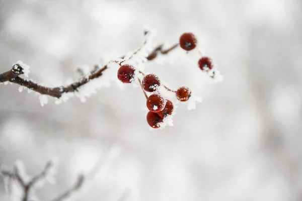Červené bobule Kalina na větvi v zimě — Stock fotografie
