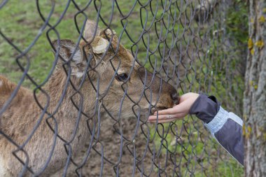 Geyik boynuzları, ellerinle yeme bir çiftlikte olmadan. Hayvanlar