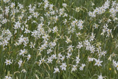Glade beyaz nergis çiy ile kaplı. Çiçekler