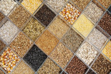 Hücrelerde dikim için çeşitli tohum. Doğal doku.