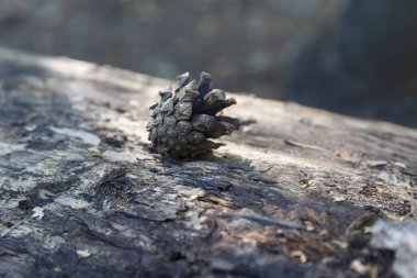 Kuru çam kozalağı eski kabuk üzerinde yatıyor. Doğa