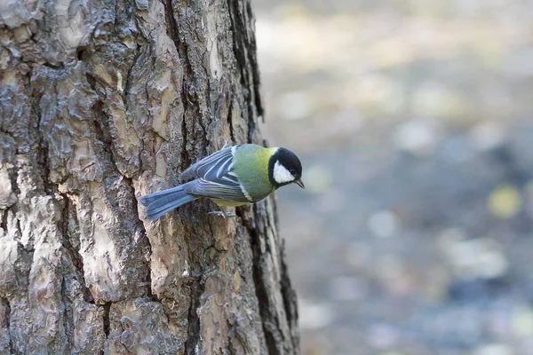 Titmouse sentado na árvore na floresta. Aves — Fotografia de Stock