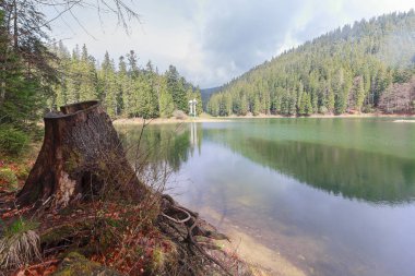 ld güdük Gölü Synevir kıyısında. Karpatlar, Ukrayna