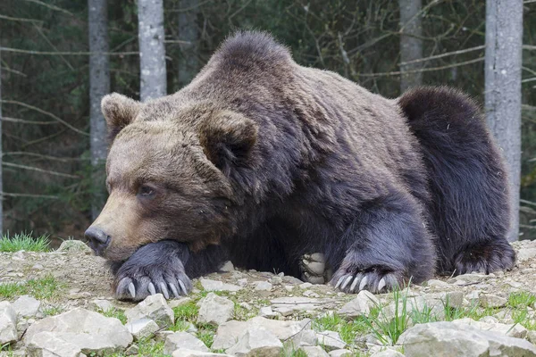 Björnen sover på marken närbild. Djur — Stockfoto