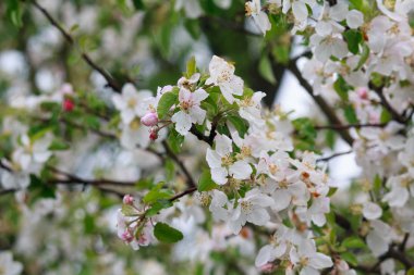 Bahçede elma ağaçlarının çiçeklenme çiçekler. Doğa