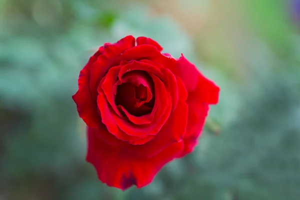 Botões de rosa no jardim sobre fundo natural após a chuva — Fotografia de Stock