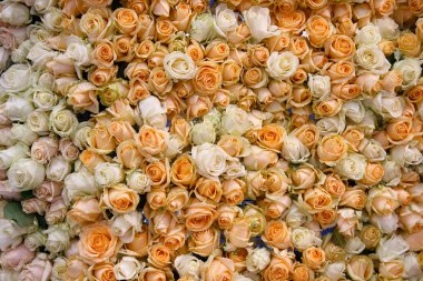 Halı güzel krem rengi gül. Tatil arka planlar