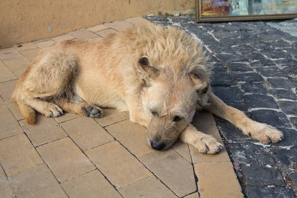Κόκκινο αδέσποτου σκύλου που βρίσκεται στο πεζοδρόμιο. Κατοικίδια ζώα — Φωτογραφία Αρχείου