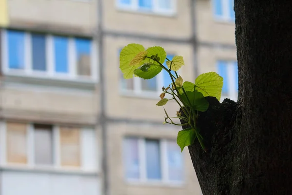 Hojas de primavera joven contra las ventanas de un edificio de varios pisos — Foto de Stock