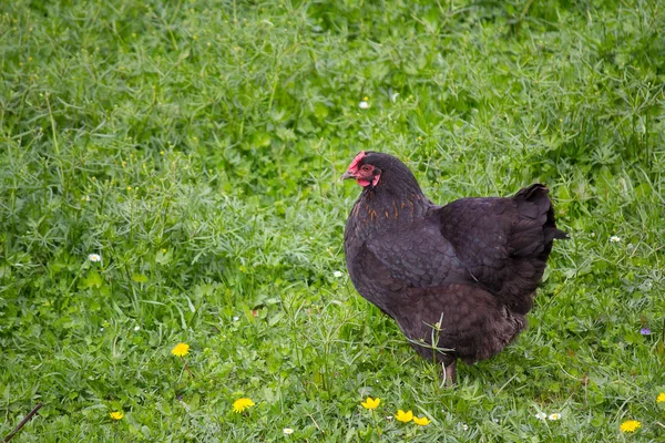 Hemmagjord kyckling på en grön äng. Djur — Stockfoto