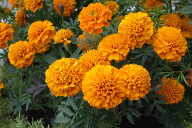 Turuncu marigolds bir çiçek yatak portre üzerinde. Çiçekler