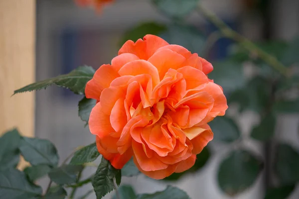 Όμορφη πορτοκαλί αυξήθηκε το closeup στον κήπο. Φύση — Φωτογραφία Αρχείου