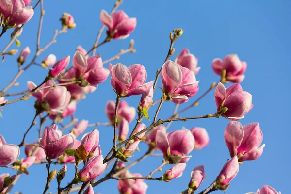 Mooie paarse magnolia bloemen in het voorjaar op de magnoliaboom — Stockfoto