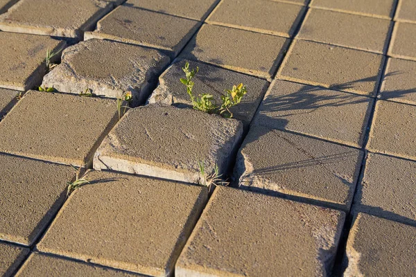 Planta hace su camino a través del pavimento de baldosas. Naturaleza — Foto de Stock