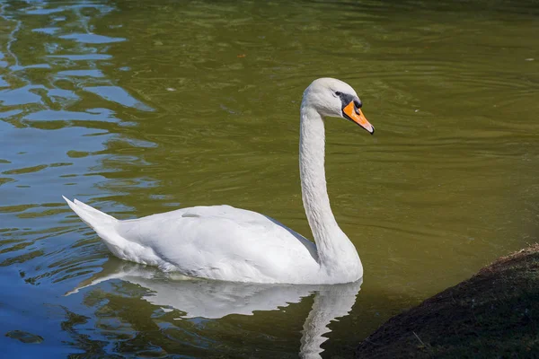 Elegante cisne blanco flota en un estanque. Aves — Foto de Stock