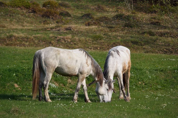 Deux chevaux blancs paissent dans une prairie. Animaux — Photo