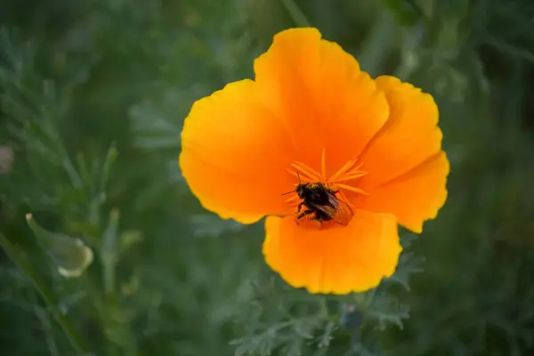 Beetlee vliegen over de bloemen gele bloemen — Stockfoto