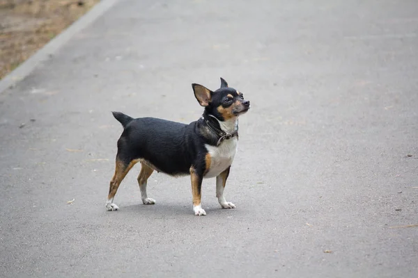 산책에 고리를 가진 작은 개. 애완 동물 — 스톡 사진