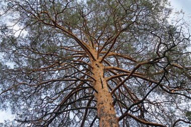 Taç gökyüzüne karşı yaşlı bir ağaç. Doğa