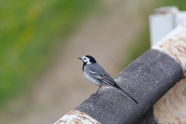 Серый хвостик сидит на заборе вдоль дороги. Птицы — стоковое фото