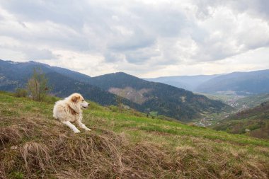 Dağlarda bir arazide hayvan sürüsü köpek. Karpatlar