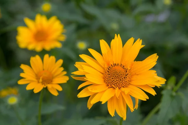 在草甸特写的黄色雏菊。花 — 图库照片
