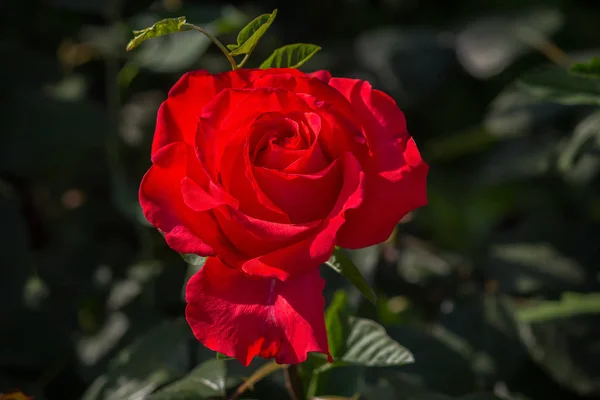 Rode roos verlicht door de zon in de tuin close-up. Bloemen — Stockfoto