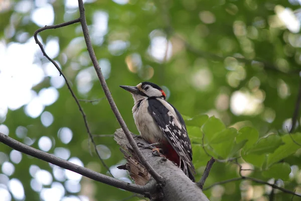 Um grande pica-pau está sentado num buraco de árvore. Aves — Fotografia de Stock