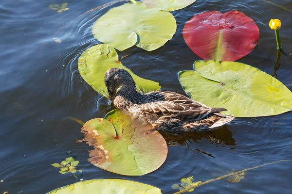 Дикая утка, плавающая в пруду среди лилий — стоковое фото