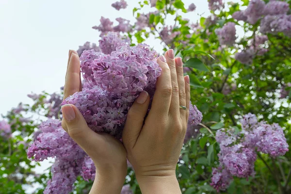 Kadın elinde bahçede Lila çiçek çiçeklenme — Stok fotoğraf
