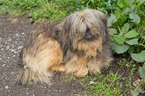 Shaggy homeless dog lies by the road. Pets — Stock Photo, Image