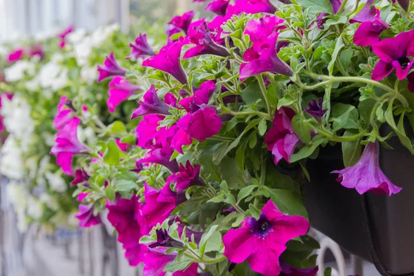 Bir şehir sokak portre üzerinde mor Petunya çiçek