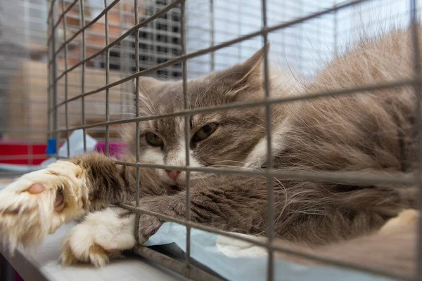 Gato sin hogar en una jaula en el refugio de animales — Foto de Stock