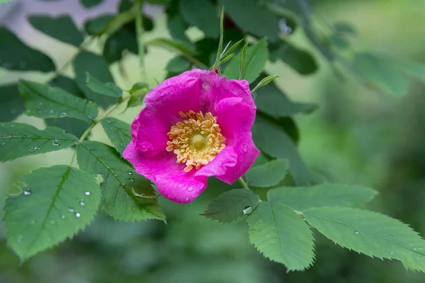 Fialový květ v deštivého zahrady. Příroda — Stock fotografie