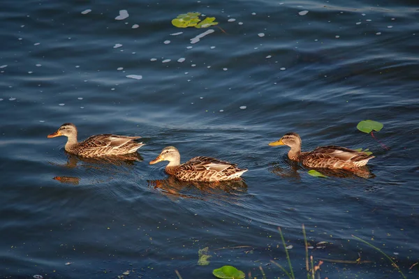 Три диких утки плавают на пруду. Пруд — стоковое фото