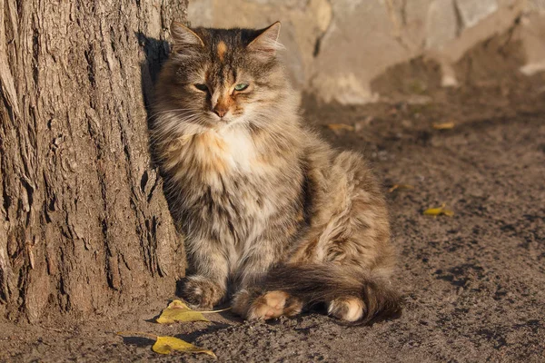 Chat sans abri se prélassant aux rayons du soleil d'automne — Photo