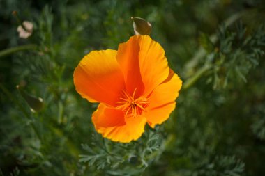 Çayır portre üzerinde sarı eschscholzia. Çiçekler 