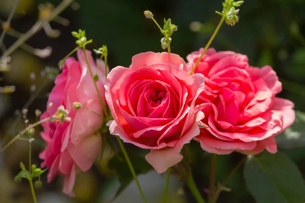 花园里有三朵美丽的玫瑰。花 — 图库照片