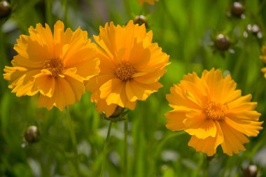 Yellow kareopsis in a meadow lit by the sun. Flowers clipart